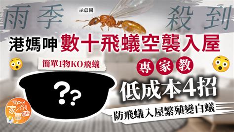 飛蟻出現原因|【飛蟻入屋】出現原因？變白蟻？7招防飛蟻入屋方法